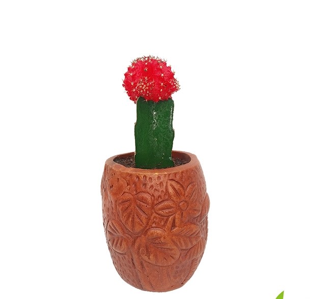 Cactus Redcap